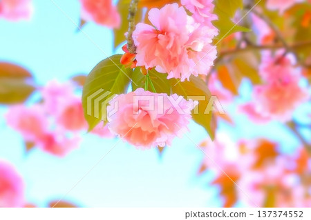 Refreshing blue sky and beautiful double cherry blossoms Refreshing blue sky and beautiful double cherry blossoms 137374552