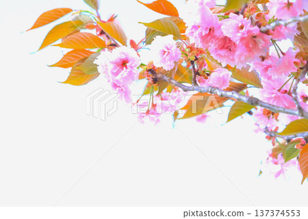 美麗的粉紅色雙櫻桃樹 美麗的粉紅色雙櫻桃樹 137374553