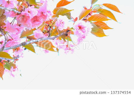 美麗的粉紅色雙櫻桃樹 137374554