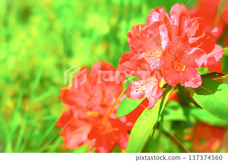 陽光下盛開的紅色杜鵑花 陽光下盛開的紅色杜鵑花 137374560