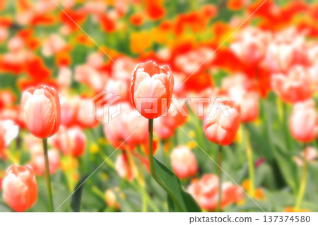 Tulips in full bloom signal the arrival of spring 137374580