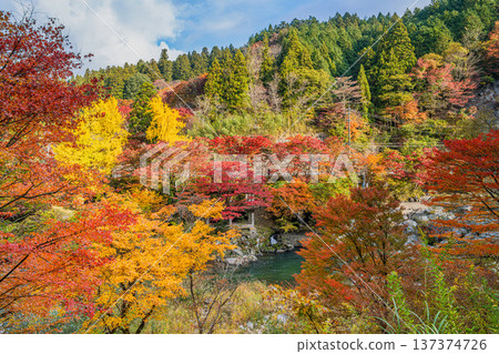 豐田市大平公園的紅葉和名倉川的風景（愛知縣） 137374726