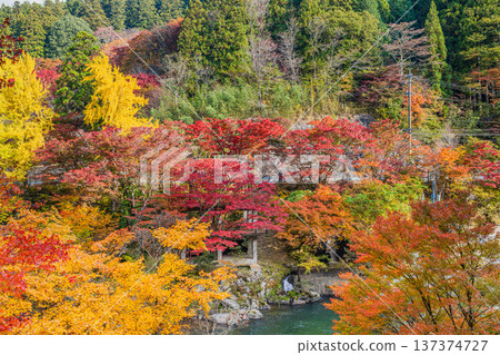豐田市大平公園的紅葉和名倉川的風景（愛知縣） 137374727