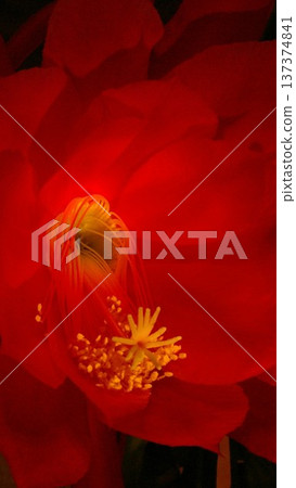 Peacock cactus (epiphyllum cactus) wallpaper Peacock cactus (epiphyllum cactus) wallpaper 137374841