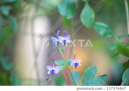 Blue kaleidoscope photographed on positive film Blue kaleidoscope photographed on positive film 137374847