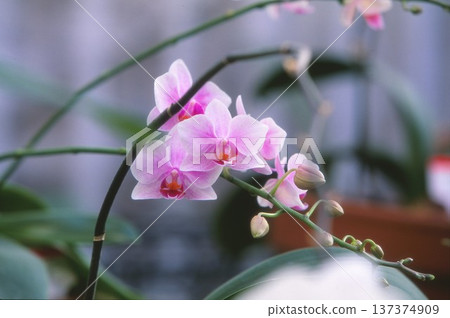 Pink orchid photographed on positive film Pink orchid photographed on positive film 137374909