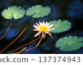 Water lilies photographed on positive film 137374943