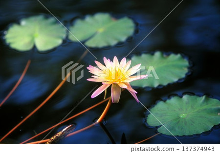Water lilies photographed on positive film 137374943