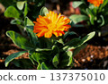 Calendula photographed on positive film 137375010