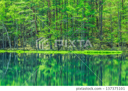 Fresh greenery reflected on the surface of Mishaka Pond, Nagano Prefecture 137375101