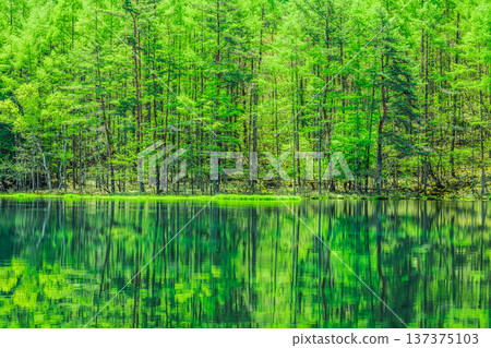 Fresh greenery reflected on the surface of Mishaka Pond, Nagano Prefecture 137375103