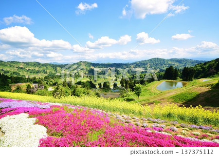 Spring scenery of Yamakoshi rice terraces with moss phlox and rape blossoms in bloom Spring scenery of Yamakoshi rice terraces with moss phlox and rape blossoms in bloom 137375112