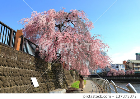 Row of weeping cherry trees in Tagawa / Utsunomiya City, Tochigi Prefecture 137375372