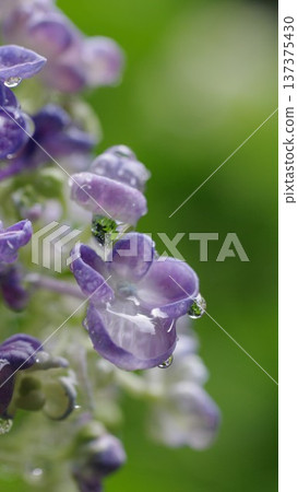 適合梅花季的藍紫色繡球花桌布 2 適合梅花季的藍紫色繡球花桌布 2 137375430