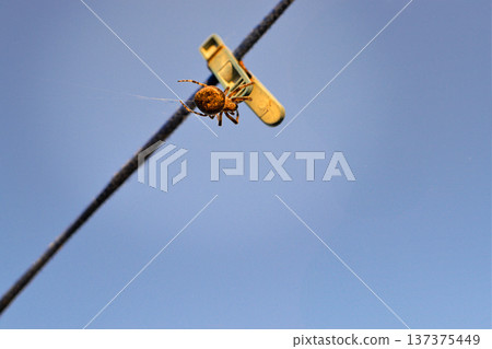 The spider is an ordinary spider sitting on a clothespin. Background Screensaver Cover 137375449