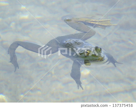 Portrait of a frog 137375458