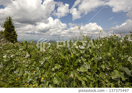 Mountain hiking at Brecherspitze mountain, Bavaria, Germany in summertime Mountain hiking at Brecherspitze mountain, Bavaria, Germany in summertime 137375497