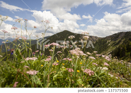 Mountain hiking at Brecherspitze mountain, Bavaria, Germany in summertime Mountain hiking at Brecherspitze mountain, Bavaria, Germany in summertime 137375500