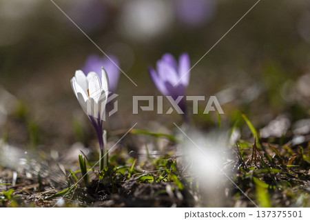Crocus flowers on a meadow outside, springtime Crocus flowers on a meadow outside, springtime 137375501