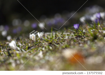 Crocus flowers on a meadow outside, springtime Crocus flowers on a meadow outside, springtime 137375502
