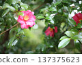 山茶花和雨 137375623