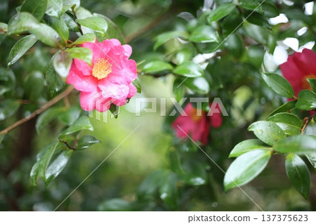 山茶花和雨 山茶花和雨 137375623