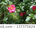 山茶花和雨 137375624