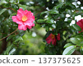 山茶花和雨 137375625