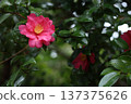 山茶花和雨 137375626