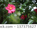 山茶花和雨 137375627