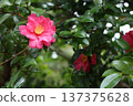 山茶花和雨 137375628