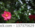 山茶花和雨 137375629