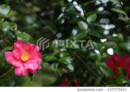 山茶花和雨 山茶花和雨 137375631