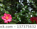 山茶花和雨 137375632