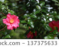 山茶花和雨 137375633