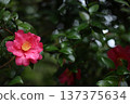 山茶花和雨 137375634