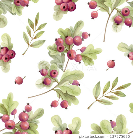 Watercolor fall seamless pattern with hawthorn berries and green leaves. Autumn botanical background for textile or wrapping paper 137375650