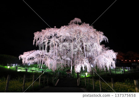 三春瀑布櫻花 137375658