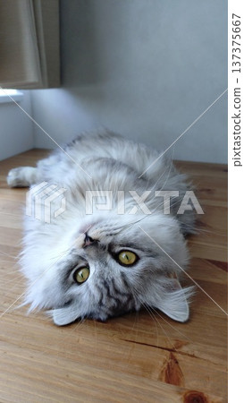 A cat lying on its back in the morning sun A cat lying on its back in the morning sun 137375667