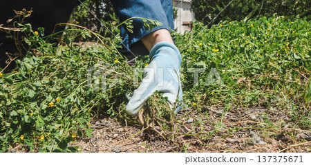 a man pulls weeds from the ground, banner 137375671