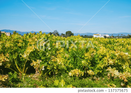 a wide celery plantation under blue sky 137375675