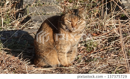 Cute stray cat 137375729