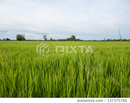 Green Rice Field Under Overcast White Sky. Green Rice Field Under Overcast White Sky. 137375768