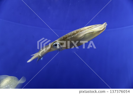 AOLIICA AOLIICA 137376054