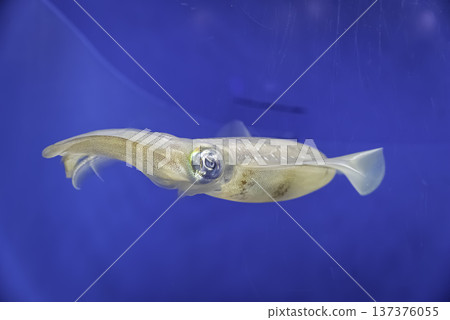 AOLIICA AOLIICA 137376055