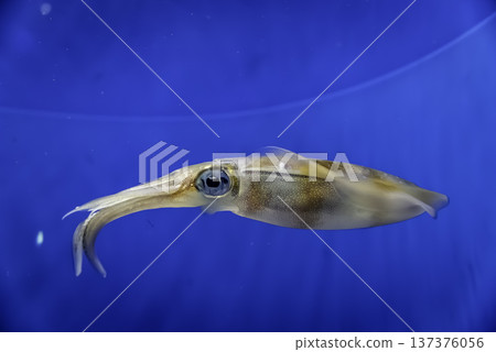 AOLIICA AOLIICA 137376056