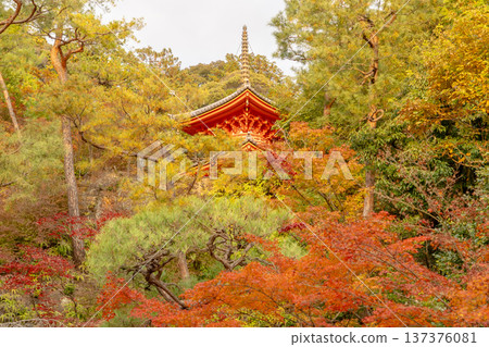 今魔野觀音寺,京都府東山市新那智山(西國三十三寺巡禮的第十五寺),寺內有寶塔,秋色宜人。 今魔野觀音寺,京都府東山市新那智山(西國三十三寺巡禮的第十五寺),寺內有寶塔,秋色宜人。 137376081