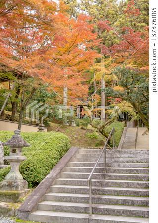京都東山新那智山今熊野觀音寺(西國觀音第十五寺)參道沿線的紅葉 京都東山新那智山今熊野觀音寺(西國觀音第十五寺)參道沿線的紅葉 137376085
