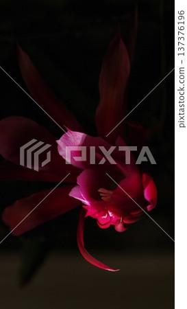 Schlumbergera cactus (Christmas cactus) wallpaper 1 137376196