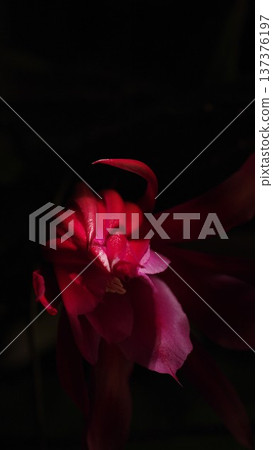 Christmas cactus wallpaper 2 137376197